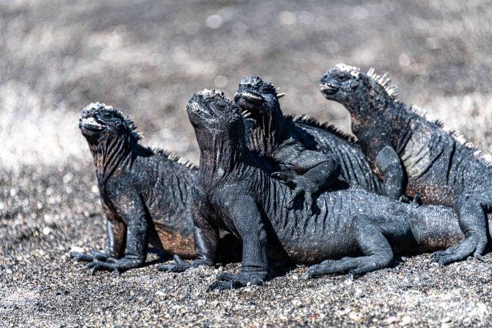 Cute photo of 4 marine iguanas piled up on each other