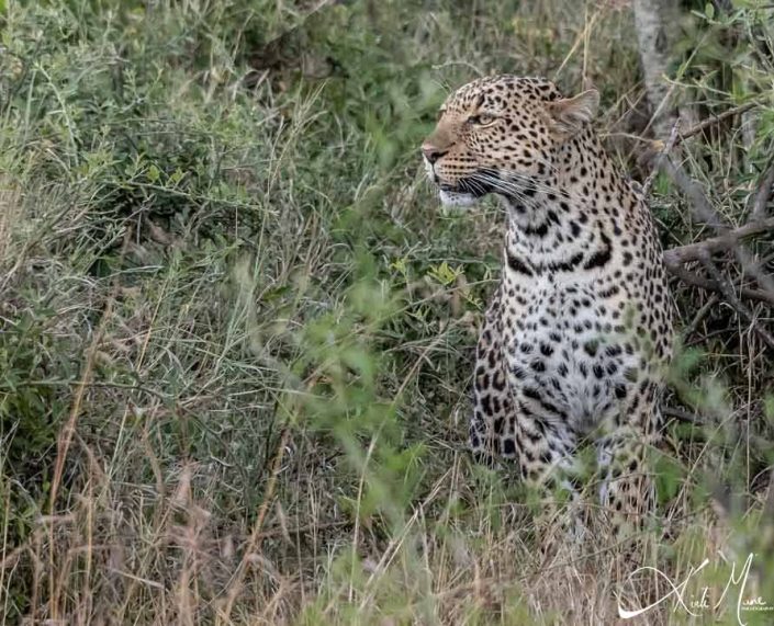 Beautiful photo of an elusive leopard