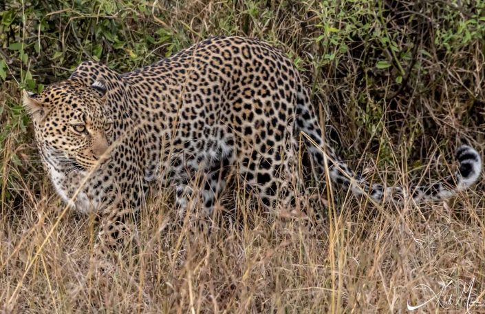 Beautiful photo of an elusive leopard