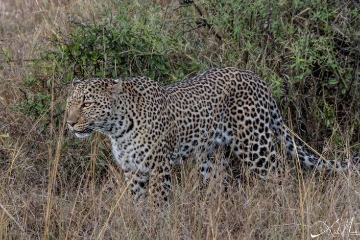 Beautiful photo of an elusive leopard