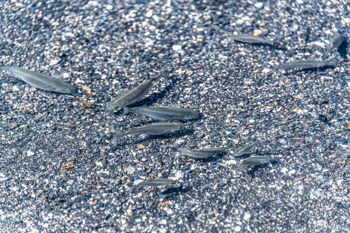 Clear photo of tiny fishes swimming in shallow waters on the beach