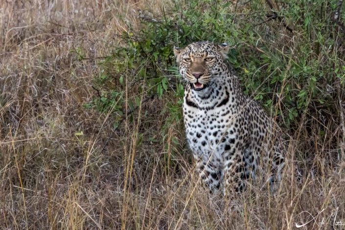 Beautiful photo of an elusive leopard smiling