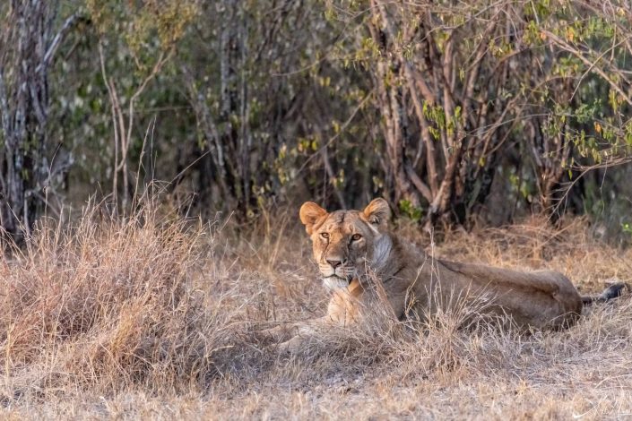 Lioness sitting in the bushes looking at you