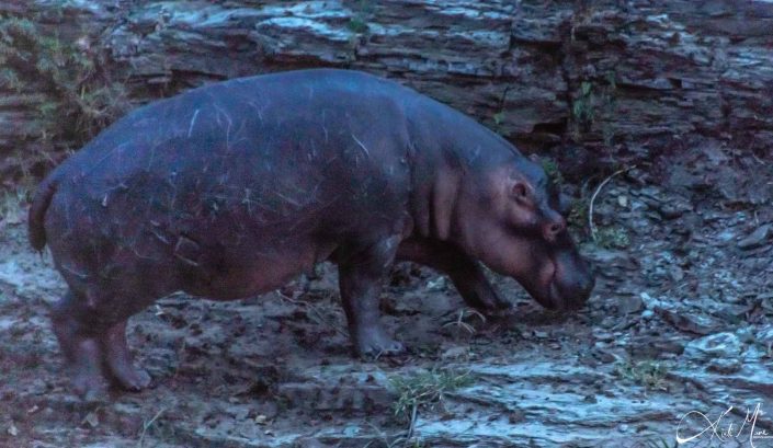 Baby hippo