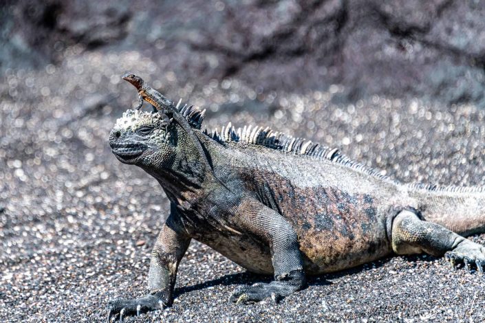 Beautiful photo of marine iguana with a tiny lizard on its head