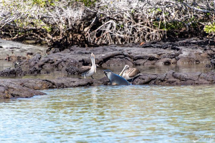 Pelicans and a seal interacting