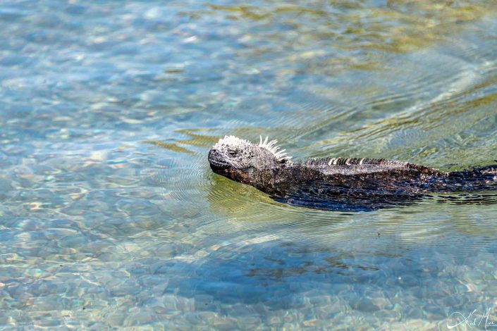 Marine iguana swimming