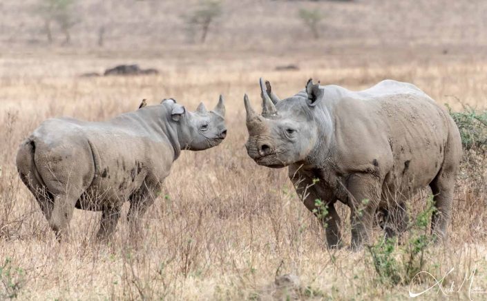 Young and adult black rhino