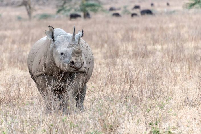 Great photo fo a single black rhino