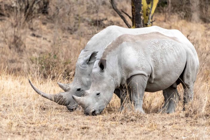 Adult and young white rhino side by side grazing