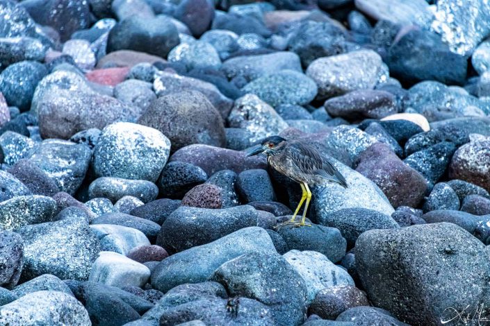 Heron on the rocks