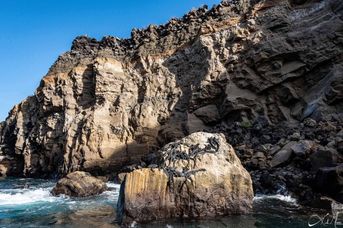 Marine iguanas piled up on a rock in the middle of the waters with a rocky terrain behind