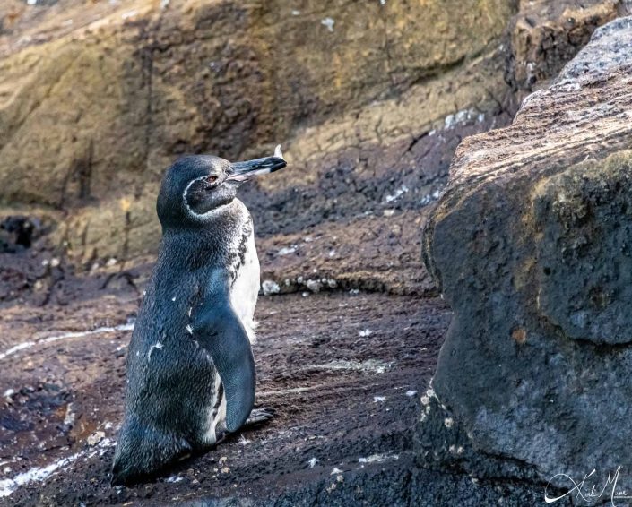 Galapagos penguin with a little feather sticking out from its beak