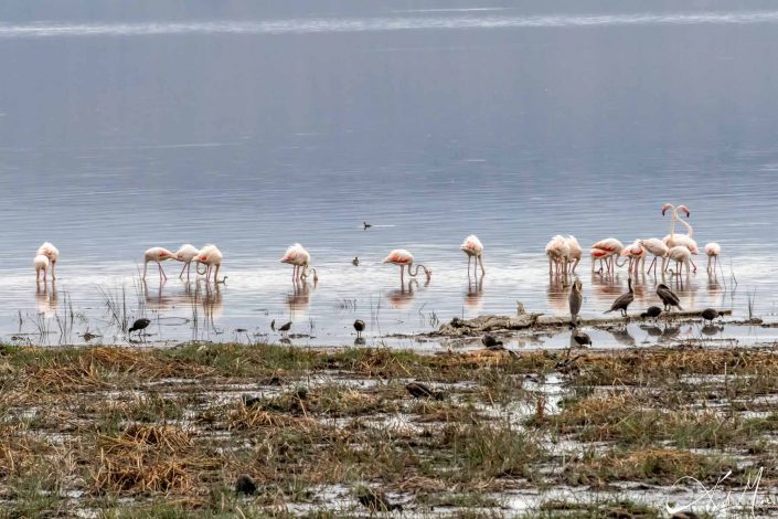 Group of flamingos in water in Kenya