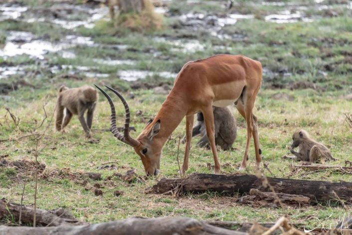 An impala grazing with a few monkeys in the background