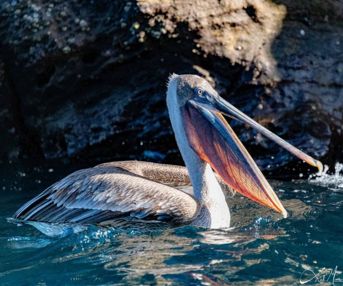 Beautiful photo of a pelican showing the vein structure of its lower beak