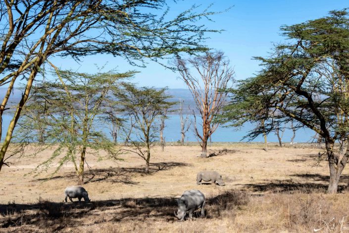 Beautiful photo of three white rhinos grazing