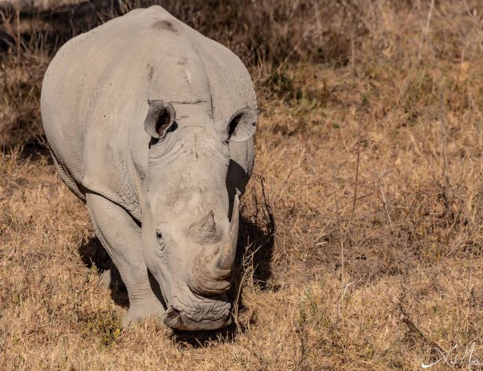 Beautiful photo of a single white rhino