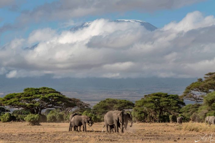 Group of elephants with Mt Kilimanjaro in the background