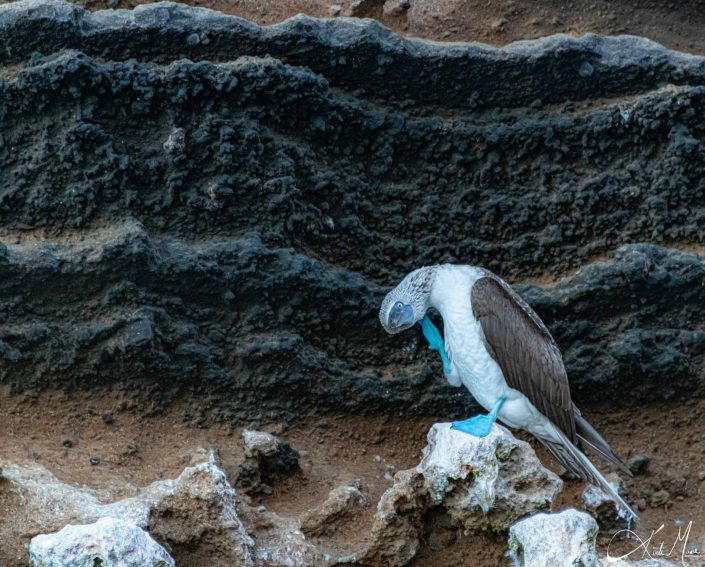 Blue footed booby scratching its head with its leg