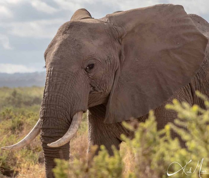 Beautiful close-up of an African elephant