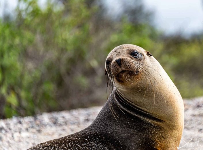 Best close-up photo of a seal on a beach in Galapagos