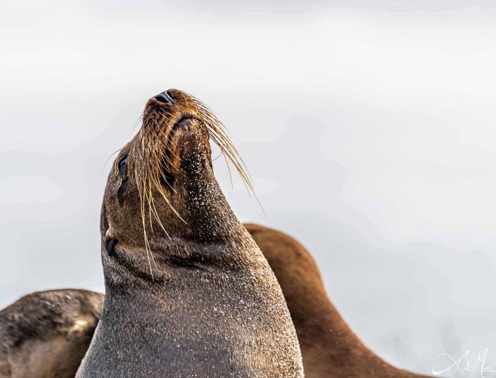 Best close-up photo of a seal looking at the sky on a beach in Galapagos