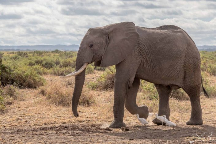 Big African elephant walking with few white birds by its feet