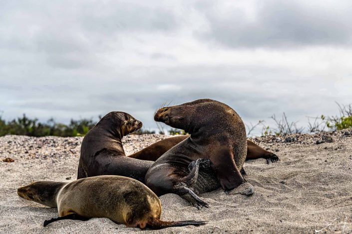 Two seals bending forming a heart shape on a Galapagos beach