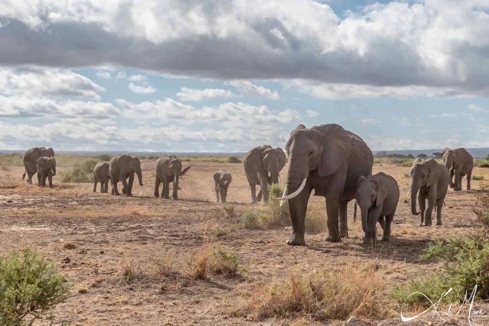 Herd of African elephants