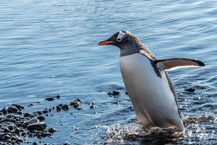 Best close-up of Gentoo penguin walking from the sea to the beach