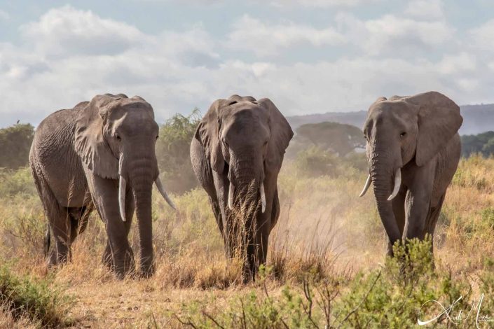 Beautiful photo of three African elephants