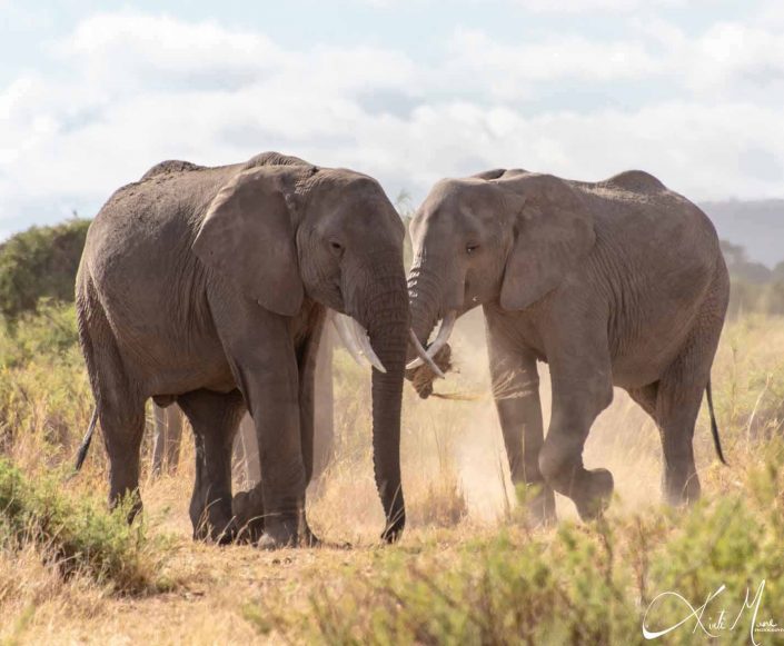 Beautiful photo of two African elephants