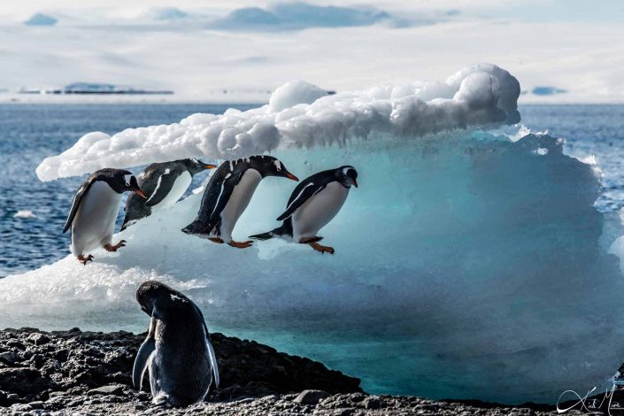 Gentoo penguins exploring a small ice piece by the beach at brown bluff