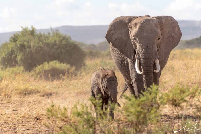 Cute photo of baby and adult elephant