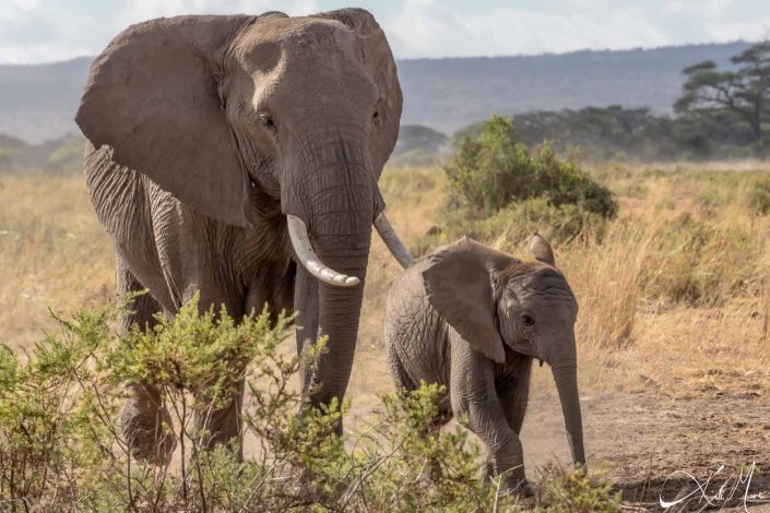 Cute photo of baby and adult elephant