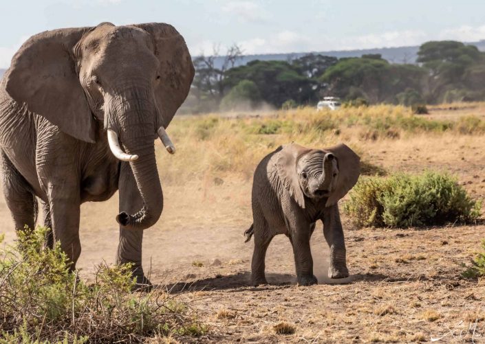 Cute photo of baby and adult elephant