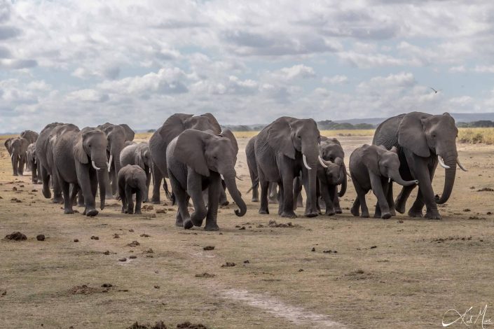 Scenic photo of a herd of elephants marching together