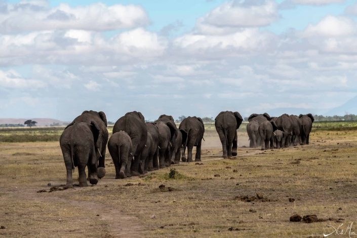 Scenic photo of the back of a herd of elephants marching