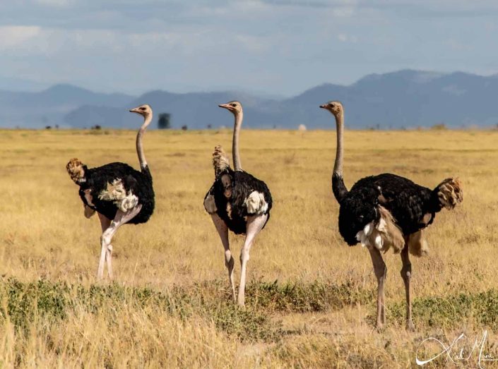 Three ostriches looking in the same direction