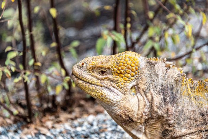 Close-up photo of a yellow iguana with red eyes in Galapagos