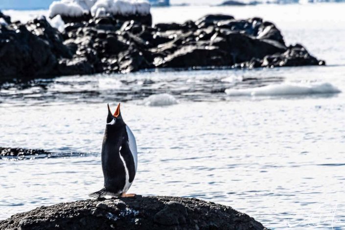 Gentoo penguin screaming, looks like singing like an opera singer