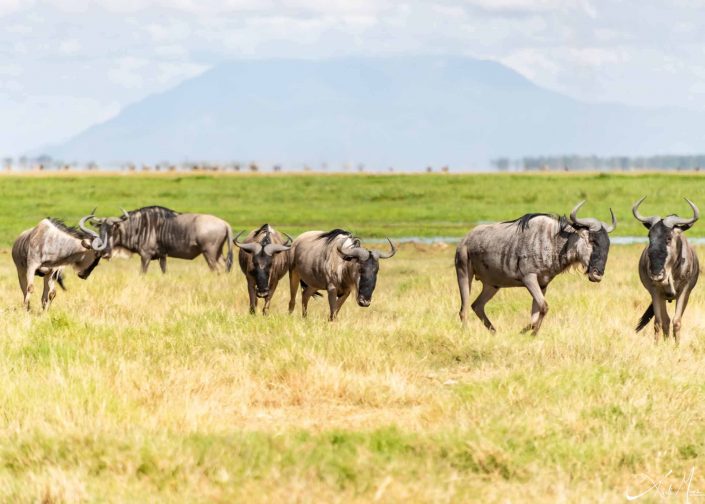 Group of wildebeest