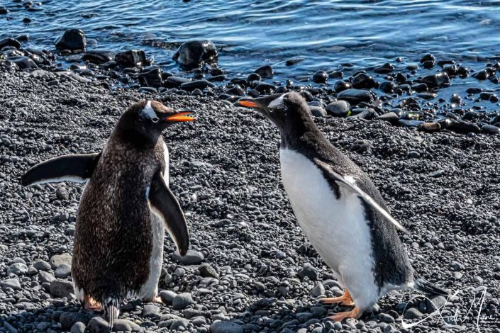 Gentoo penguins in conversation