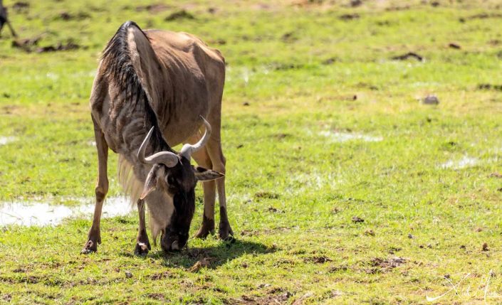 Wildebeest grazing