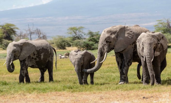 Group of elephants with the adult elephant delicately nudging the baby elephant