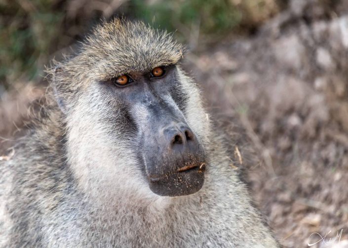 Great close-up of a baboon