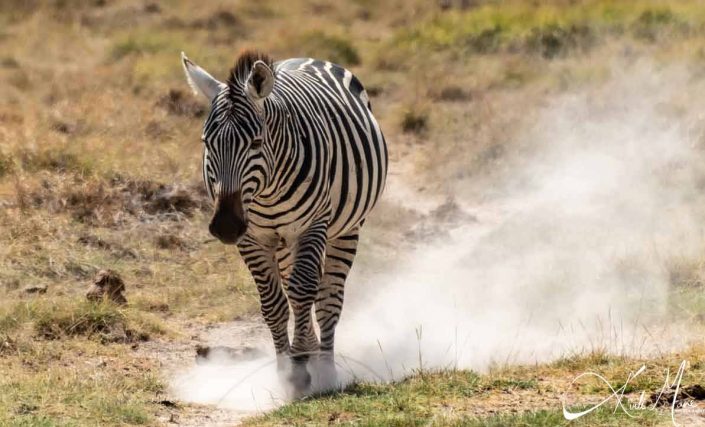 Zebra walking in a dusty/ windy atmosphere