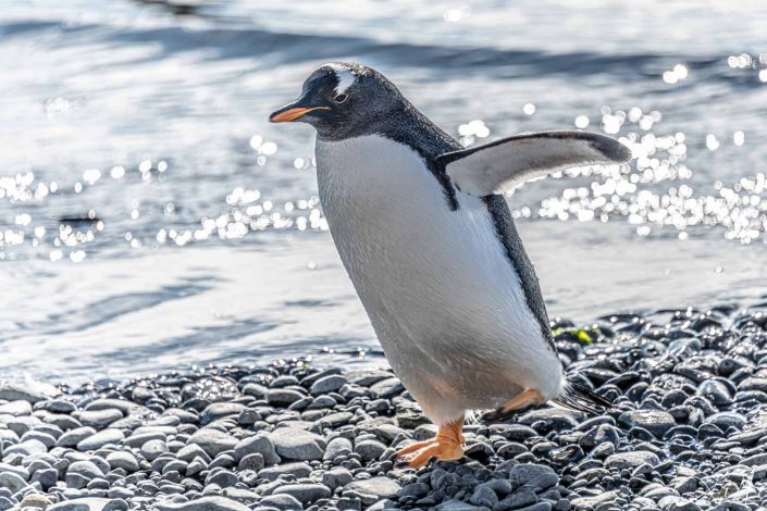 Best close-up of Gentoo penguin walking from the sea to the beach