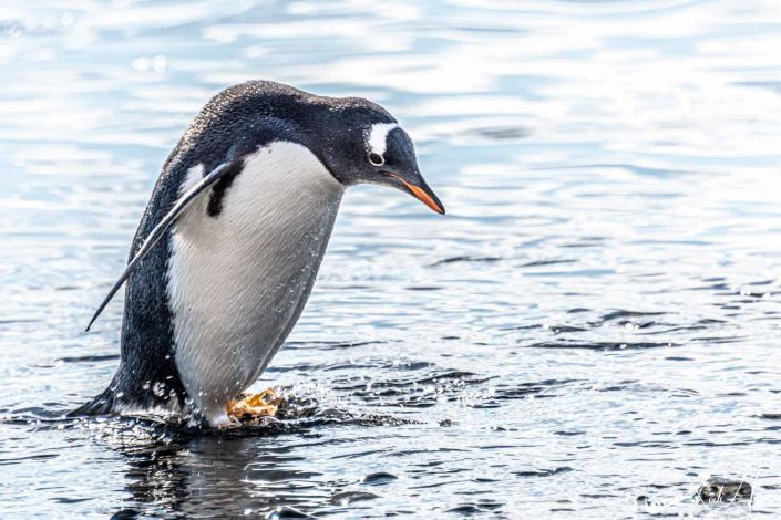 Best close-up of gentoo penguin sea water and looking at it